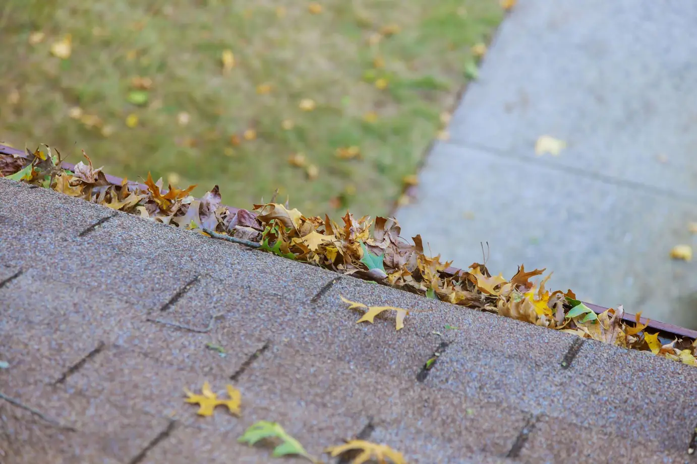 Leaves collected in a gutter along a shingle roof