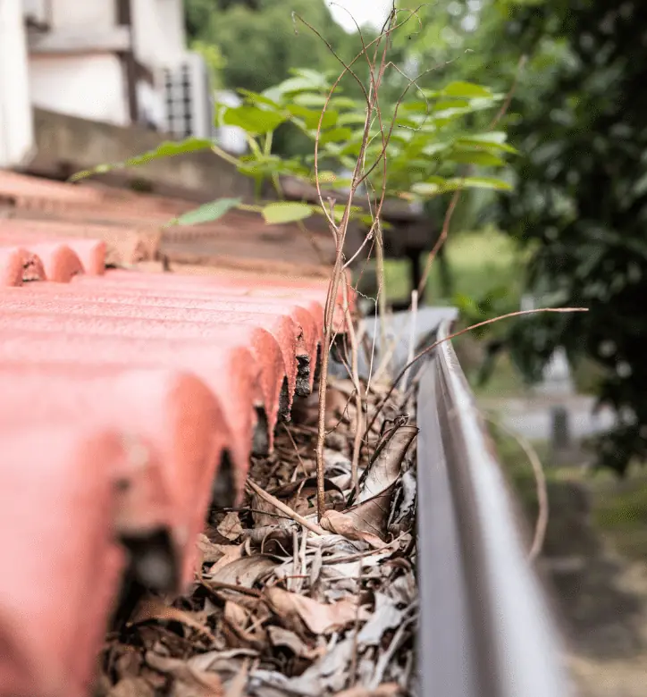 Clogged gutter with leaves and a sapling growing in it below a tile roof